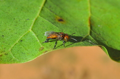 Oxytrigona tataira