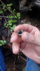 Daldinia concentrica