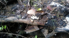 Daldinia concentrica