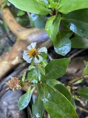 Brachyglottis kirkii