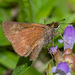 Dun Skipper - Photo (c) bob15noble, some rights reserved (CC BY-NC), uploaded by bob15noble