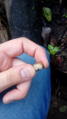 Daldinia concentrica