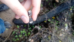 Daldinia concentrica