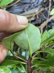 Brachyglottis kirkii