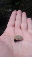 Daldinia concentrica