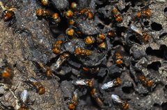 Oxytrigona tataira