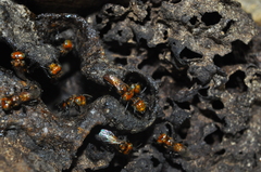 Oxytrigona tataira