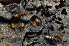 Oxytrigona tataira