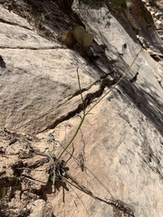 Eriogonum zionis