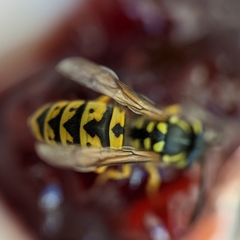 Vespula