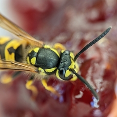 Vespula