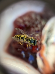 Vespula