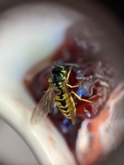 Vespula