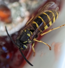 Vespula