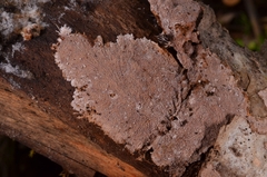 Etheirodon fimbriatum