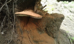 Ganoderma