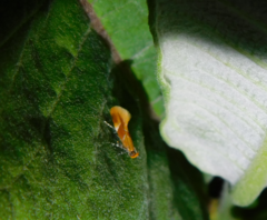 Epicallima formosella