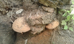 Ganoderma