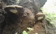 Ganoderma