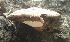 Ganoderma