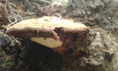 Ganoderma