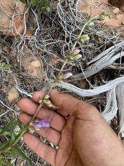 Penstemon laevis