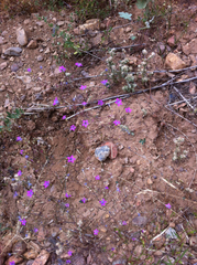 Polemoniaceae