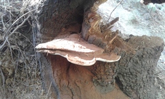 Ganoderma