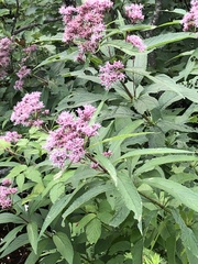 Eutrochium maculatum maculatum