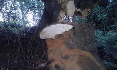 Ganoderma