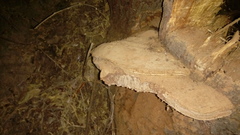 Ganoderma