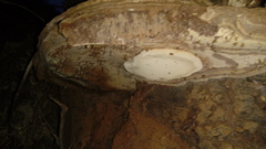 Ganoderma
