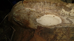 Ganoderma
