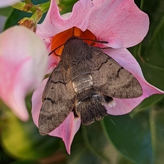 Macroglossum stellatarum
