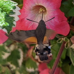 Macroglossum stellatarum