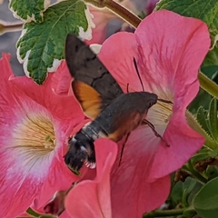 Macroglossum stellatarum