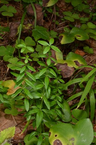 Cruciata glabra (Cruciata glabra)