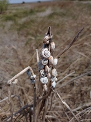 Xeropicta derbentina