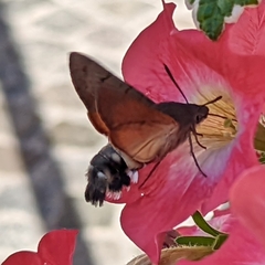 Macroglossum stellatarum