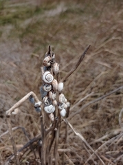 Xeropicta derbentina