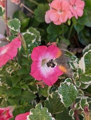 Macroglossum stellatarum