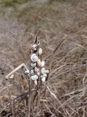 Xeropicta derbentina