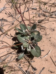 Eriogonum zionis