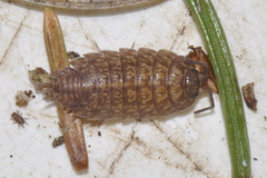Tiroloscia exigua