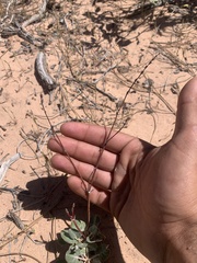 Eriogonum zionis