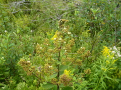 Eriophyes paraspiraeae