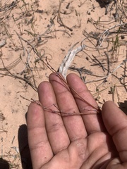 Eriogonum zionis