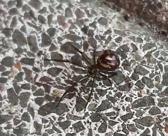 Steatoda grossa