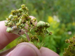 Eriophyes paraspiraeae