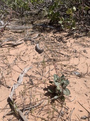 Eriogonum zionis